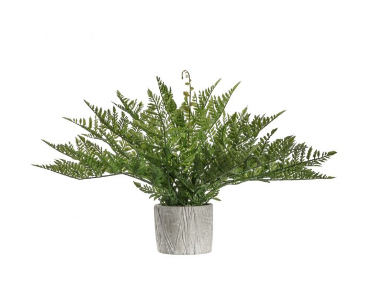 Zig Zag Potted Fern