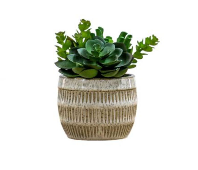 Succulents in Ceramic Pot - Small