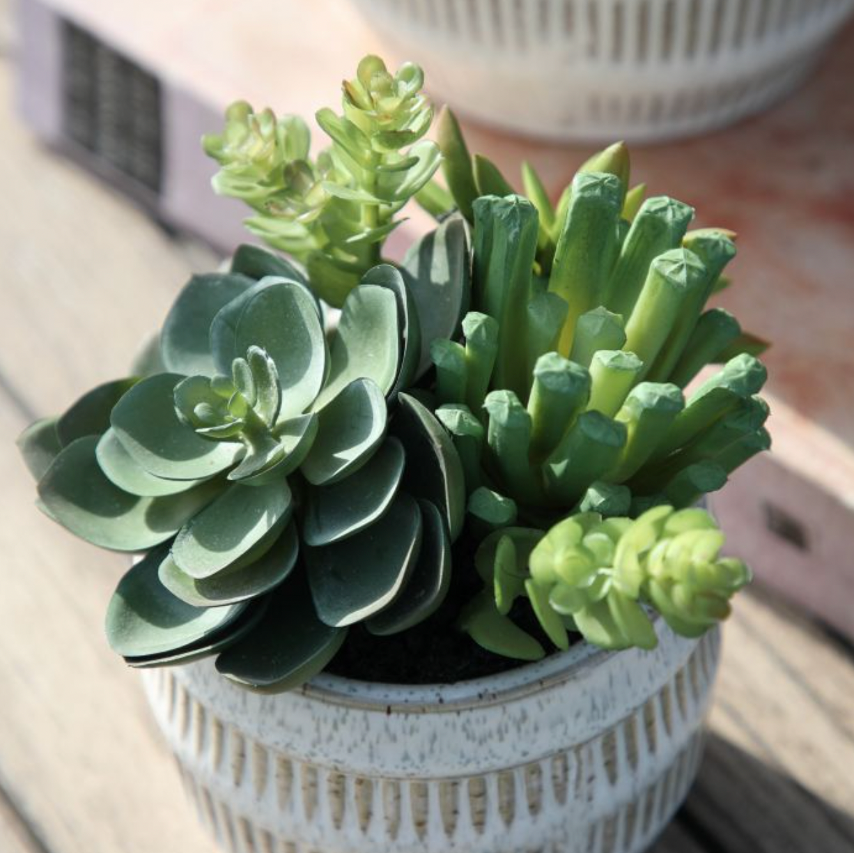 Succulents in Ceramic Pot - Small