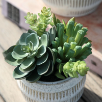 Thumbnail for Succulents in Ceramic Pot - Small