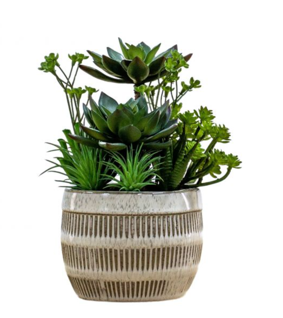 Succulents in Ceramic Pot - Large