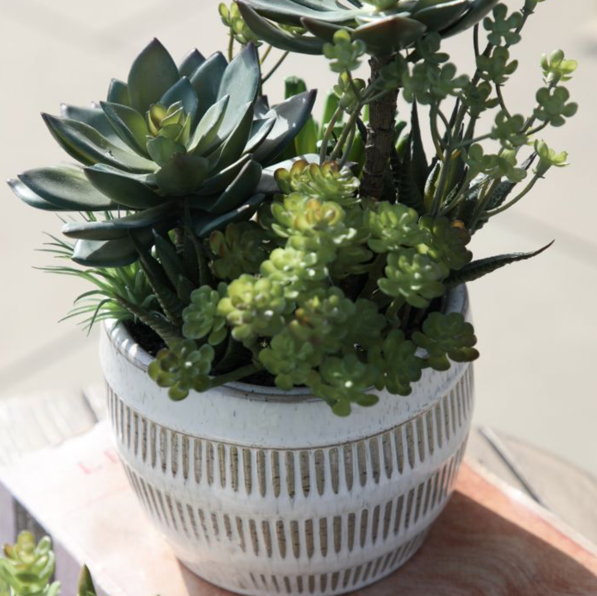 Succulents in Ceramic Pot - Large