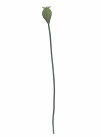 Thumbnail for Poppy Seed Head Stem