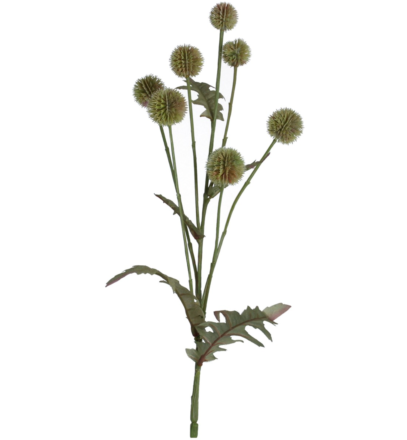 Green Globe Thistle Spray