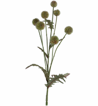 Thumbnail for Green Globe Thistle Spray