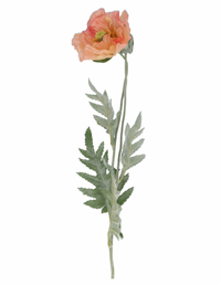 Thumbnail for Apricot Poppy Stem