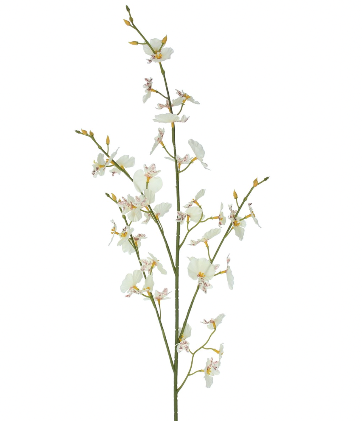White Dancing Ladies Orchid