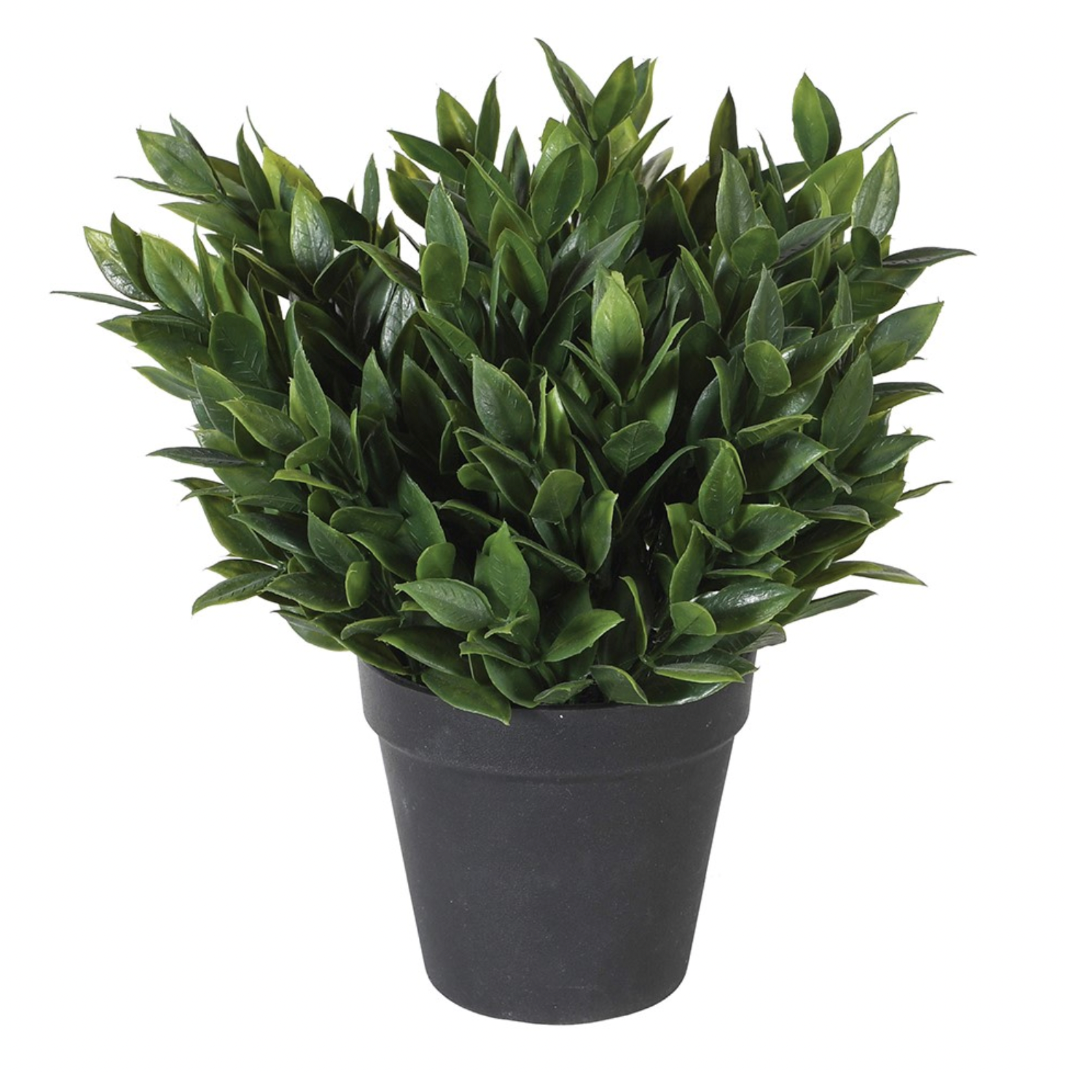 Bay Plant With Black Pot
