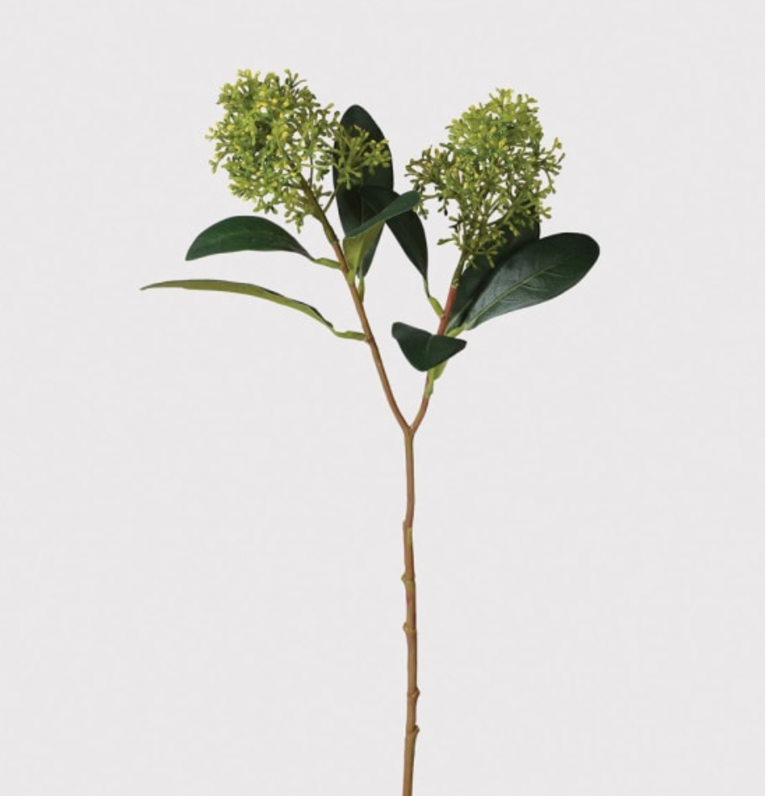Green Skimmia Spray with Leaves
