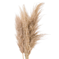 Thumbnail for Butter Pampas Grass