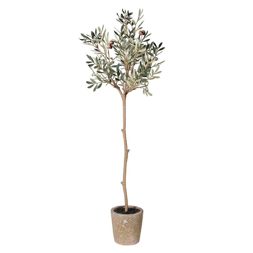 Olive Tree in Natural Pot