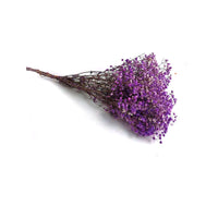 Thumbnail for Dried Purple Baby's Breath Bunch