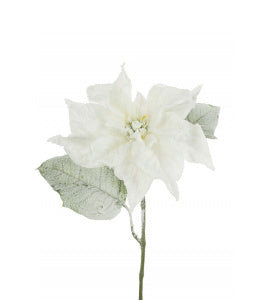 Snow Storm Poinsettia
