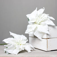 Thumbnail for Snow Storm Poinsettia