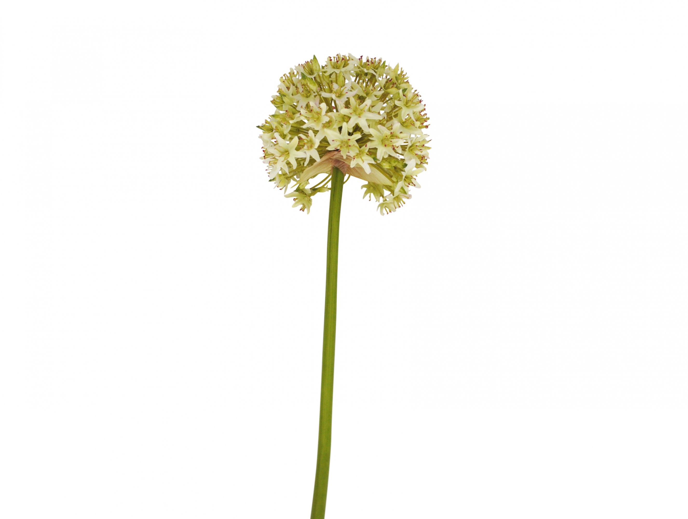 Faux Green Everest Allium